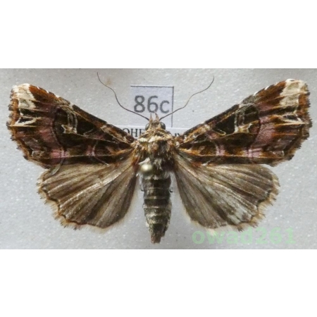 Callopistria juventina (Stoll, 1782) Czech86c